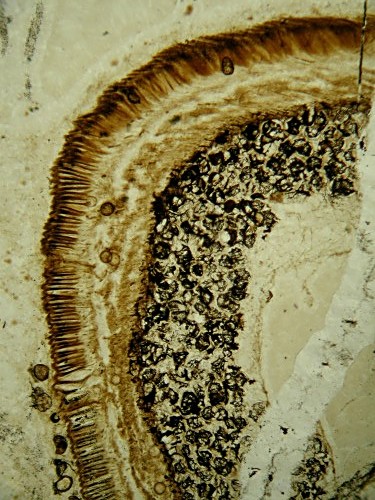 Sporangium van Aglaophyton