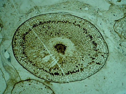 Aglaophyton major