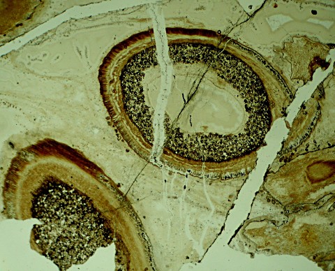 Sporangia van Aglaophyton