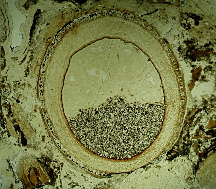Sporangium van Aglaophyton