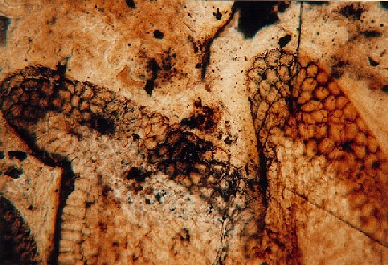 Blaadjes van Asteroxylon