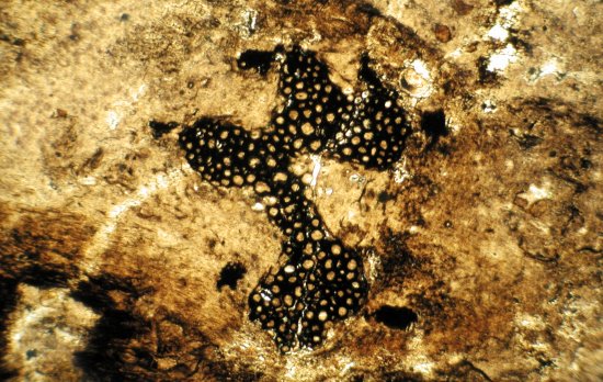 Bundel houtvaten van Asteroxylon