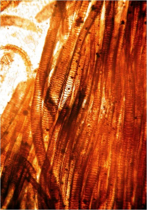 Houtvaten van Asteroxylon
