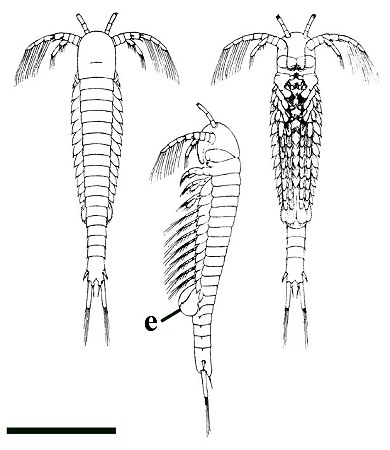 Reconstructie van Lepidocaris rhyniensis