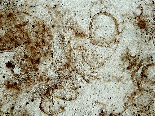 Lepidocaris rhyniensis
