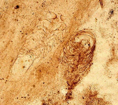 Lepidocaris rhyniensis