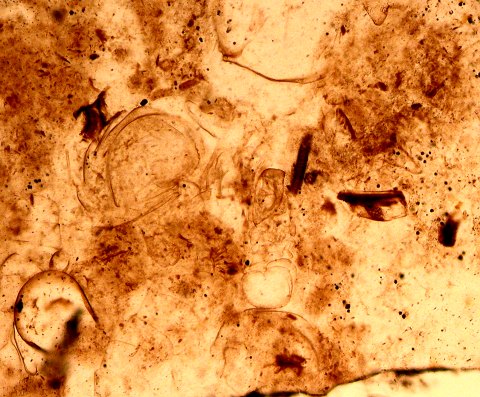 Lepidocaris rhyniensis