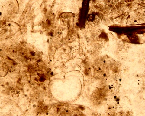 Lepidocaris rhyniensis
