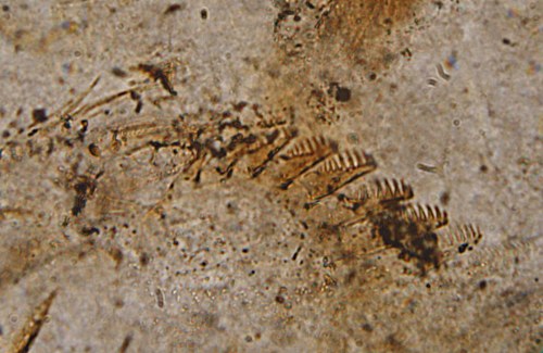 Lepidocaris rhyniensis