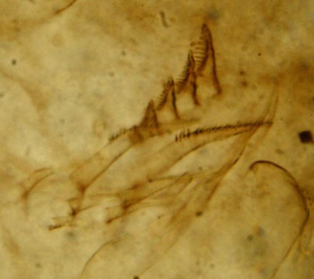 Lepidocaris rhyniensis
