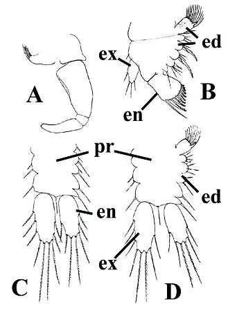 Lepidocaris rhyniensis