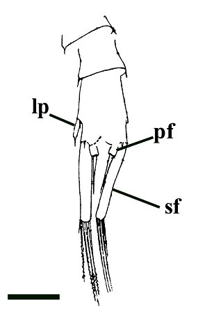 Lepidocaris rhyniensis