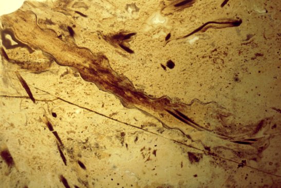 Stengel van Nothia aphylla
