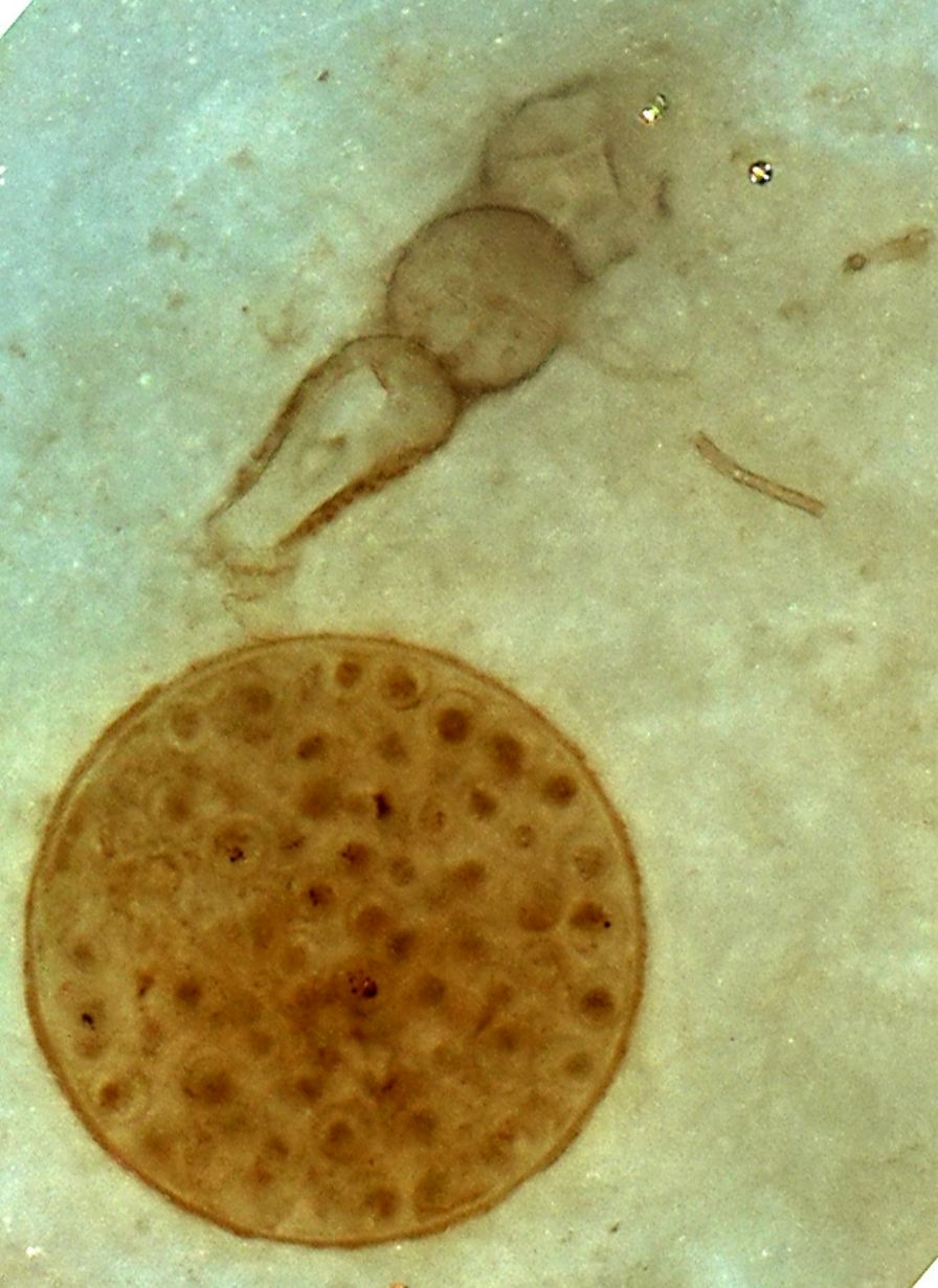 Rotifer and alga in Rhynie chert