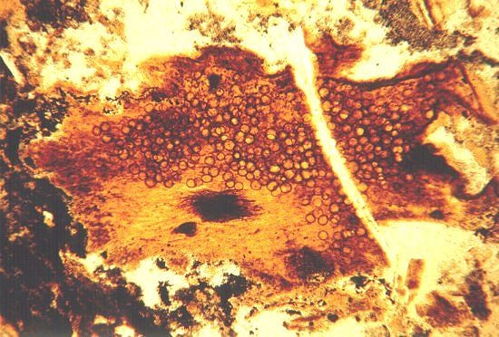 Rottend Rhynia-takje met schimmelsporen