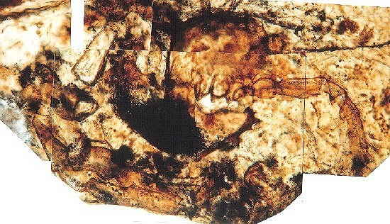 Palaeocharinus rhyniensis