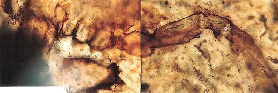 Palaeocharinus rhyniensis