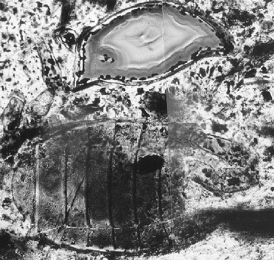 Palaeocharinus rhyniensis