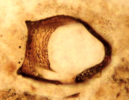 Palaeocharinus rhyniensis