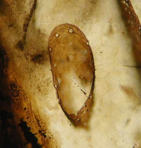 Palaeocharinus rhyniensis
