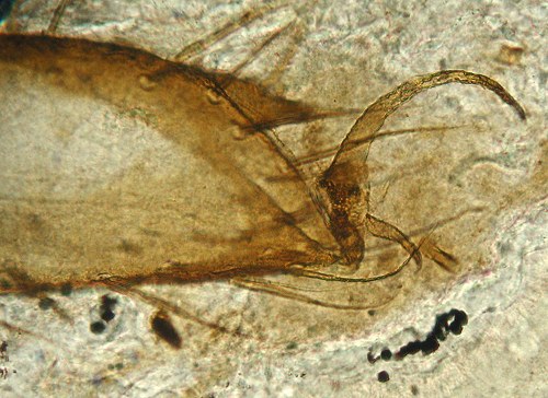 Palaeocharinus rhyniensis