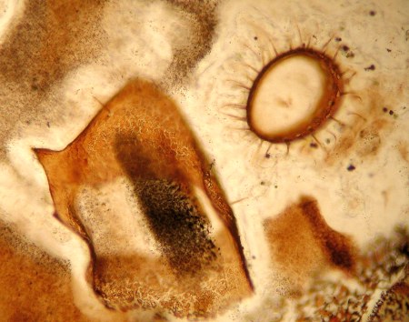 Palaeocharinus rhyniensis