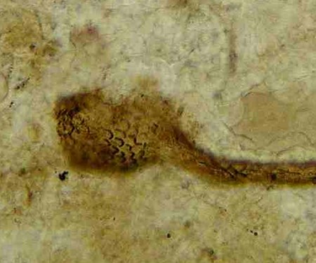 Palaeocharinus rhyniensis