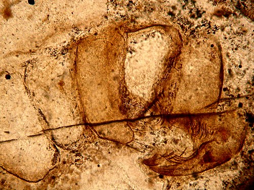 Palaeocharinus rhyniensis