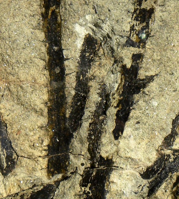 Sawdonia ornata