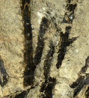 Sawdonia