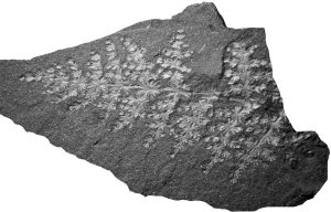 Annularia radiata van de Piesberg