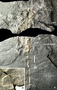 De schorpioen van de Piesberg
