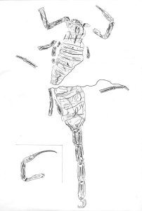 Tekening van de schorpioen van de Piesberg