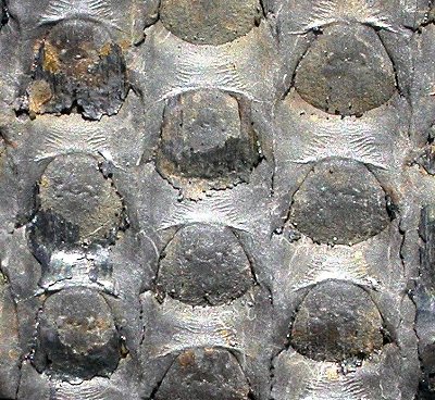 Sigillaria boblayi