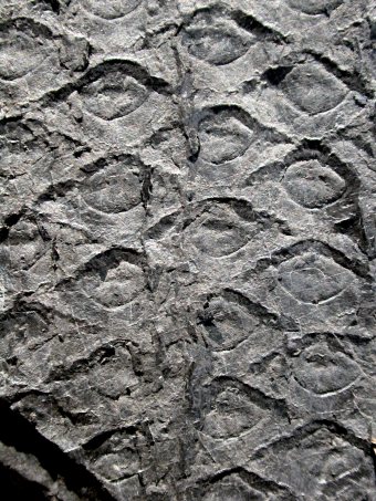 Sigillaria brardii