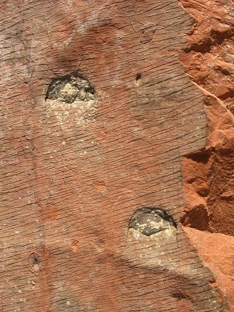 Sigillaria brardii