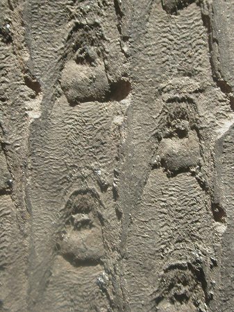Sigillaria elongata