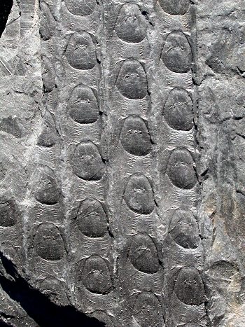 Sigillaria mamillaris