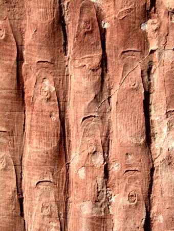 Sigillaria rugosa
