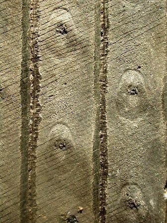 Sigillaria ovata