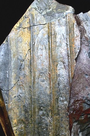 Sigillaria principis