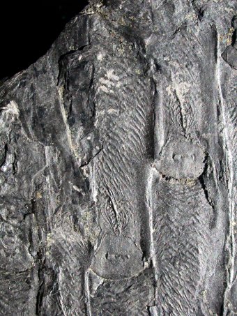 Sigillaria schlotheimiana