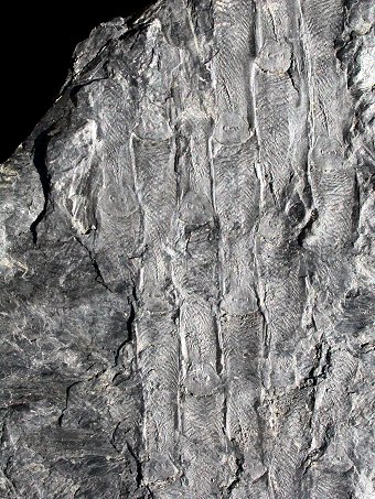 Sigillaria schlotheimiana