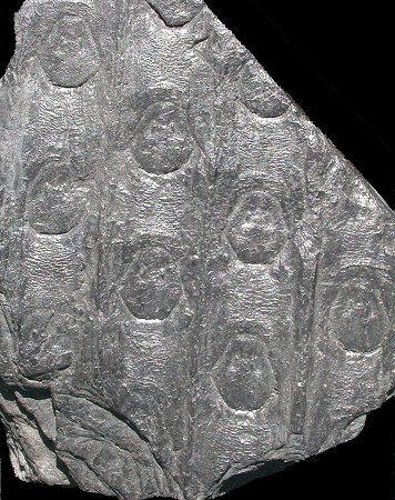 Sigillaria scutellata