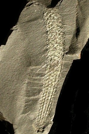 Sigillariostrobus
