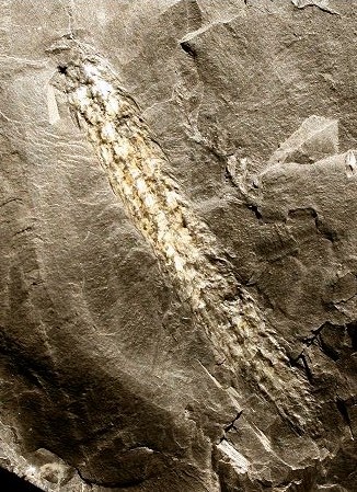Sigillariostrobus