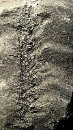 Sigillariostrobus