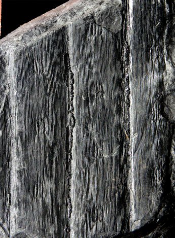 Syringodendron
