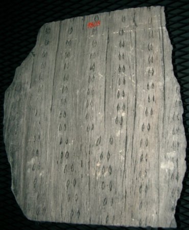 Syringodendron