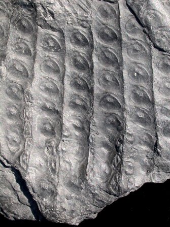 Sigillaria tesselata